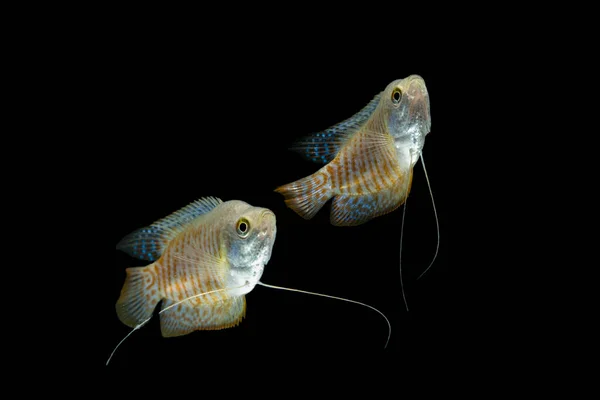 Gourami Nain Colisa Lalia Isolé Sur Fond Noir — Photo