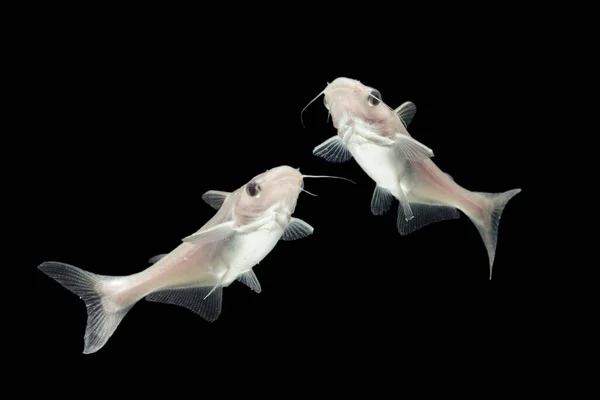 Albinos Sum Pangasius Hypophthalmus Czarnym Tle — Zdjęcie stockowe