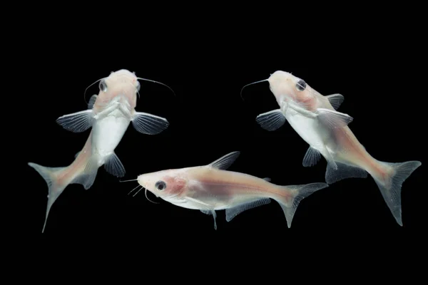 Bagres Albinos Pangasius Hypophthalmus Sobre Fondo Negro — Foto de Stock