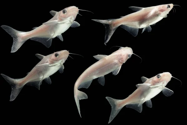 Albino Meerval Pangasius Hypophthalmus Zwarte Achtergrond — Stockfoto