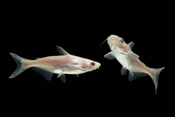 Albino Catfish Pangasius Hypophthalmus Чёрном Фоне — стоковое фото
