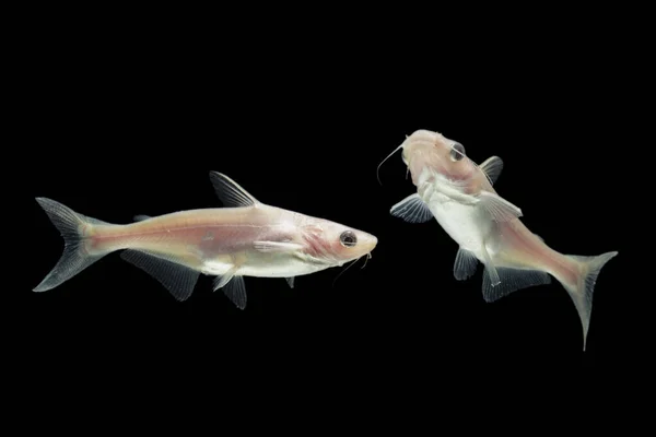 Bagres Albinos Pangasius Hypophthalmus Sobre Fondo Negro — Foto de Stock