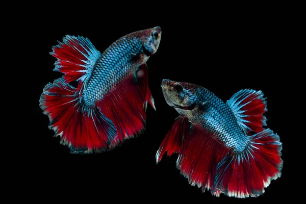 Mehrfarbige Siamesische Kampffische Rosetail Kampffische Betta Splendens Auf Schwarzem Hintergrund — Stockfoto