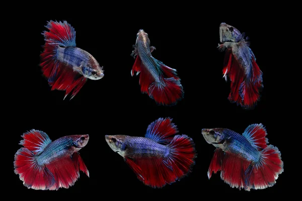 Mehrfarbige Siamesische Kampffische Rosetail Kampffische Betta Splendens Auf Schwarzem Hintergrund — Stockfoto