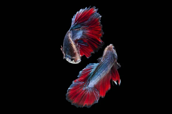 Multi color Siamese fighting fish(Rosetail),fighting fish,Betta splendens,on black background