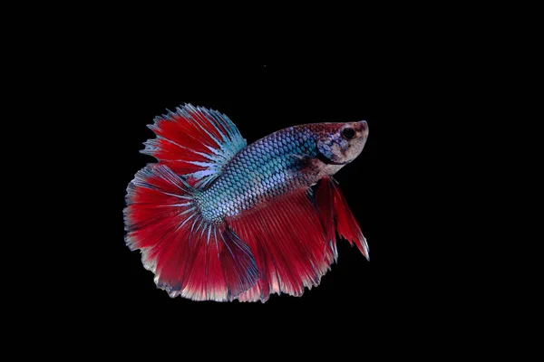 Багатоколірний Сіамський Бій Рибою Rosetail Боротьба Рибою Бета Сплетеннями Чорному — стокове фото