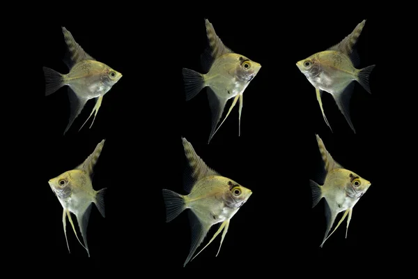 Ψάρια Ενυδρείου Αγγελόψαρα Pterophyllum Scalare Απομονωμένα Μαύρο — Φωτογραφία Αρχείου