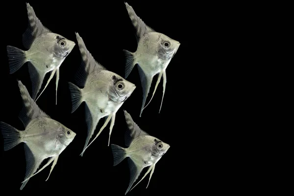 Zeeduivel Pterophyllum Scalare Aquarium Vissen Geïsoleerd Zwart — Stockfoto