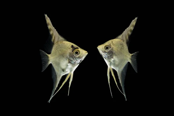 Angelfish Pterophyllum Scalare Akváriumi Hal Izolált Fekete — Stock Fotó