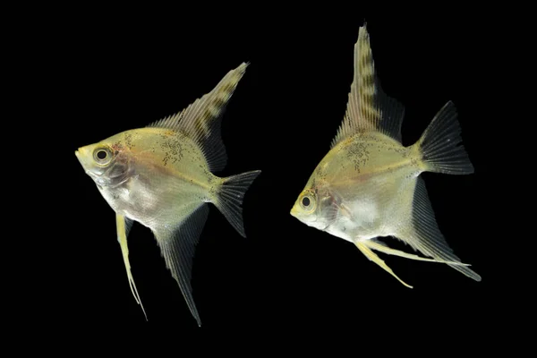 Ψάρια Ενυδρείου Αγγελόψαρα Pterophyllum Scalare Απομονωμένα Μαύρο — Φωτογραφία Αρχείου