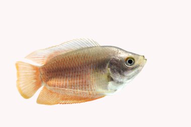 Beyaz arkaplanda cüce gourami balığı. 