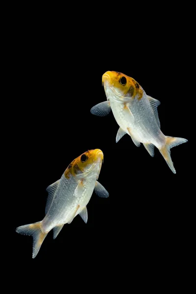 Ψάρια Κυπρίνου Koi Που Απομονώνονται Μαύρο Φόντο — Φωτογραφία Αρχείου