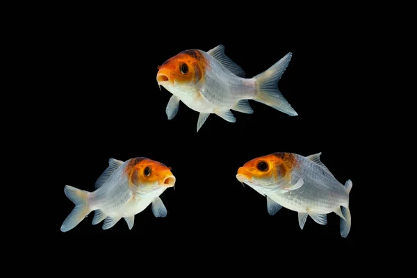 Koi Carp Fish Isolated Black Background — Stock Photo, Image