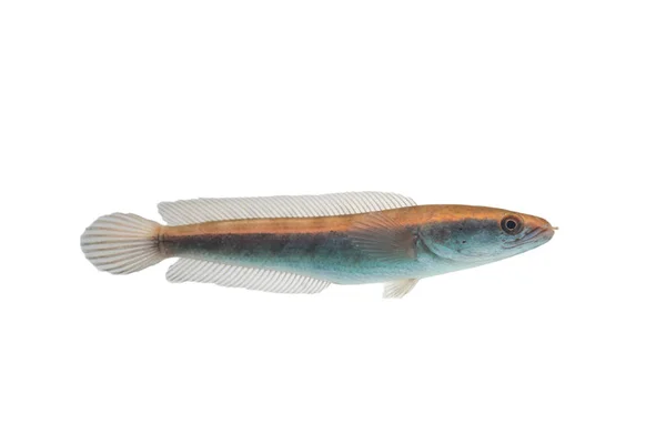 Ryby Channa Izolowane Białym Tle — Zdjęcie stockowe