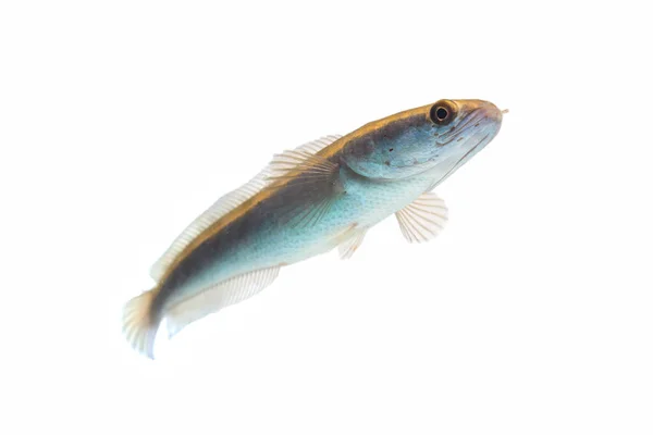 Channa Fisch Isoliert Auf Weißem Hintergrund — Stockfoto