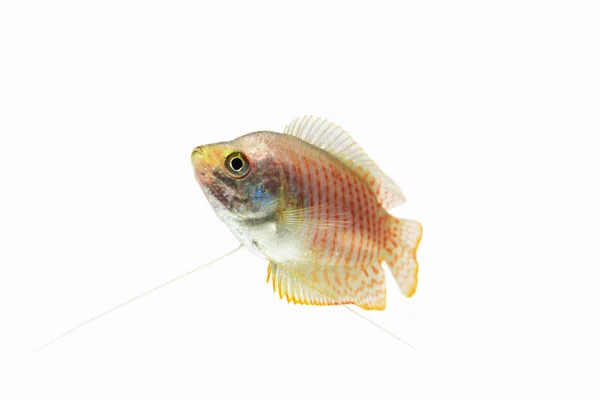 Pescado Gourami Enano Sobre Fondo Blanco —  Fotos de Stock