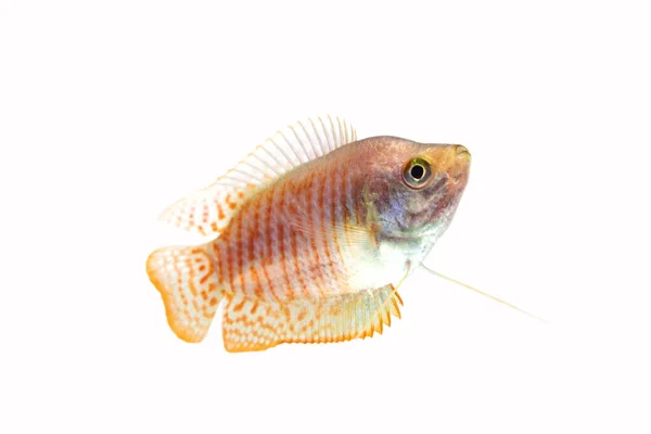 Карликова Риба Гурамі Білому Тлі — стокове фото