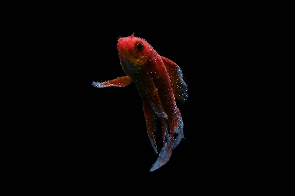 蝶鯉魚黒に隔離されたロングテール — ストック写真