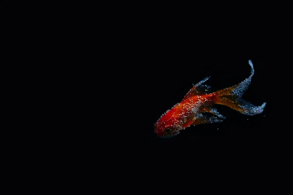 Метелик Кої Риби Довгий Хвіст Ізольовані Чорному — стокове фото