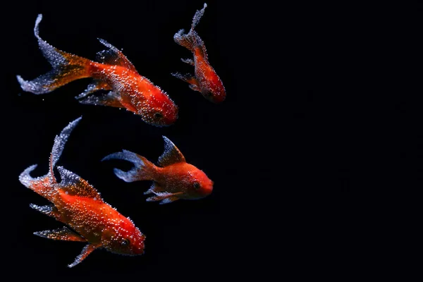 Schmetterling Koi Fisch Long Tail Isoliert Auf Schwarz — Stockfoto