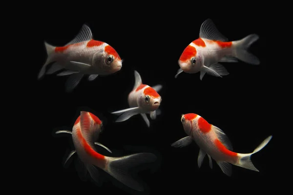 Butterfly Koi Fish Long Tail Isolated Black — Stock Photo, Image