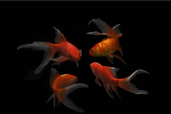 Schmetterling Koi Fisch Long Tail Isoliert Auf Schwarz — Stockfoto