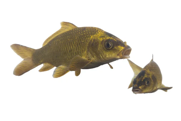 Дві Золоті Рибки Білому Тлі — стокове фото