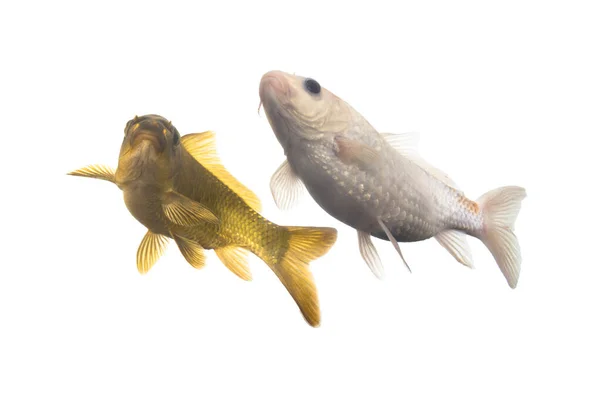 Dois Peixes Carpa Dourada Fundo Branco — Fotografia de Stock