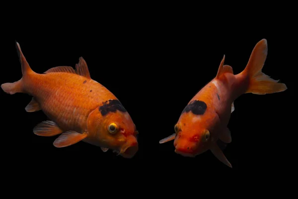 Bela Porcaria Peixe Isolado Fundo Preto — Fotografia de Stock