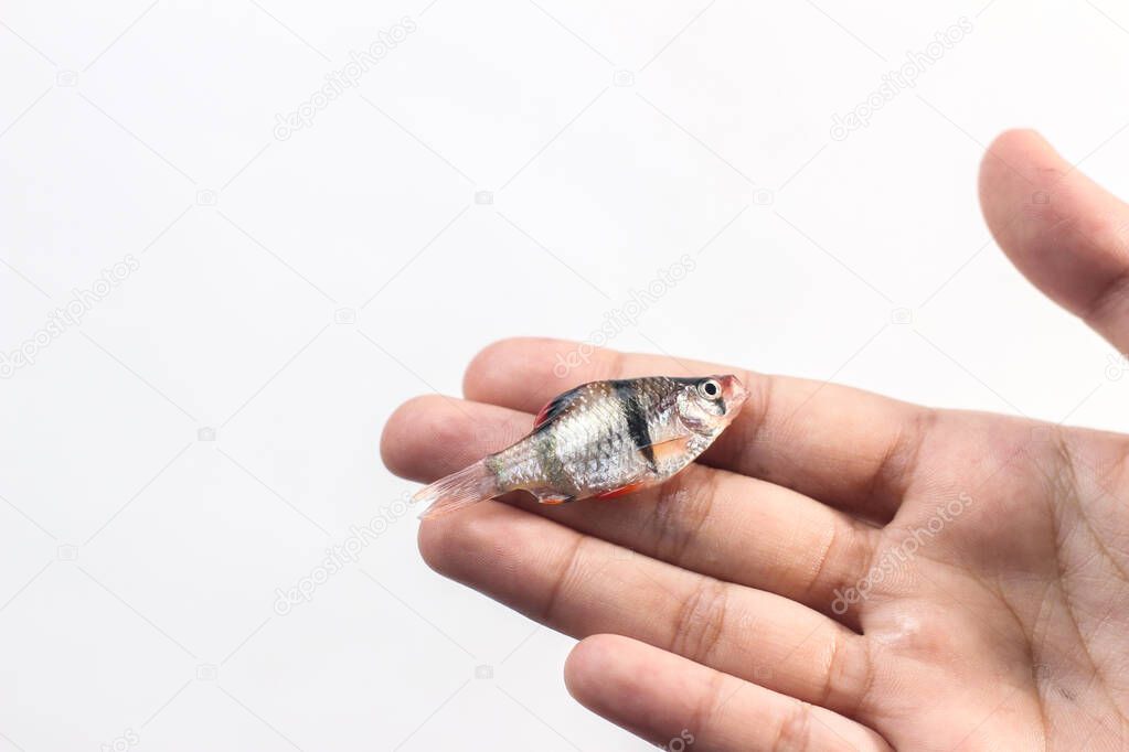 dead fish held by hand,on white background.