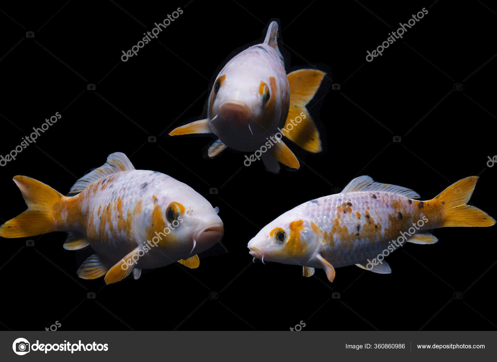 Beautiful fish Stock Photos, Royalty Free Beautiful fish Images ...