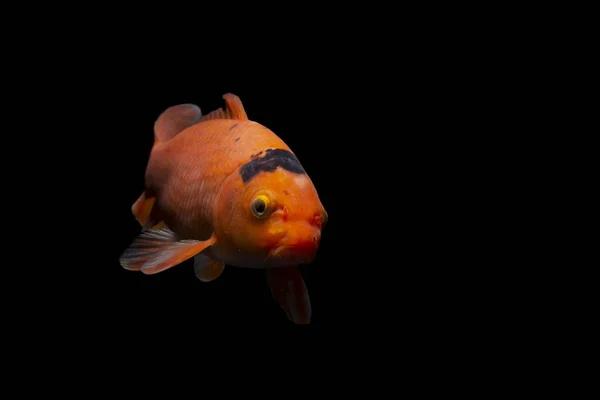 Beautiful Crap Fish Isolated Black Background — Stock Photo, Image