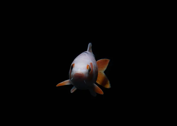 Красива Крапля Риби Ізольована Чорному Фоні — стокове фото