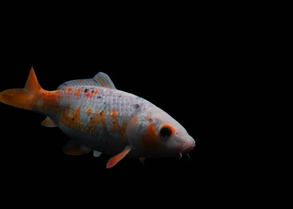 Красива Крапля Риби Ізольована Чорному Фоні — стокове фото
