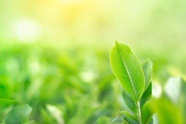 Taze çay tomurcukları ve yapraklar. Çay tarlaları. Seçici bir odak noktası.