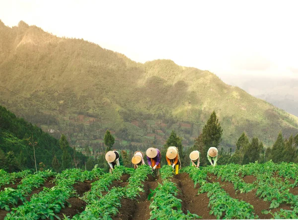 Indonesian Traditional farmer working in the potato field Asian farmer transplant potato  seedlings in field, Farmer planting potato in the rainy season.