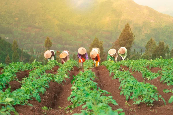 Patates tarlasında çalışan geleneksel Endonezyalı çiftçi Asyalı çiftçi, tarlada patates fideleri, çiftçi, yağmur mevsiminde patates ekiyor..