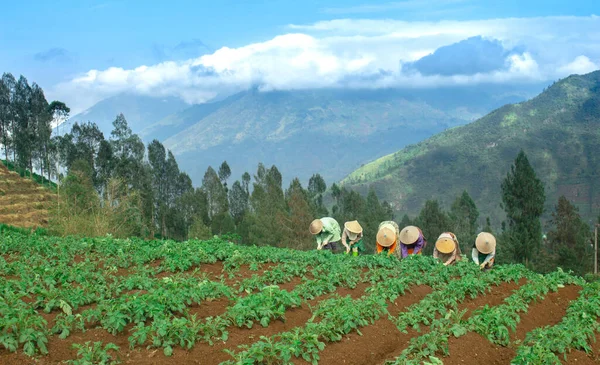 인도네시아 전통적 농부가 밭에서 일하고 아시아 농부는 묘목을 우기에는 감자를 — 스톡 사진