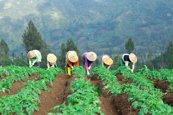 Patates tarlasında çalışan geleneksel Endonezyalı çiftçi Asyalı çiftçi, tarlada patates fideleri, çiftçi, yağmur mevsiminde patates ekiyor..