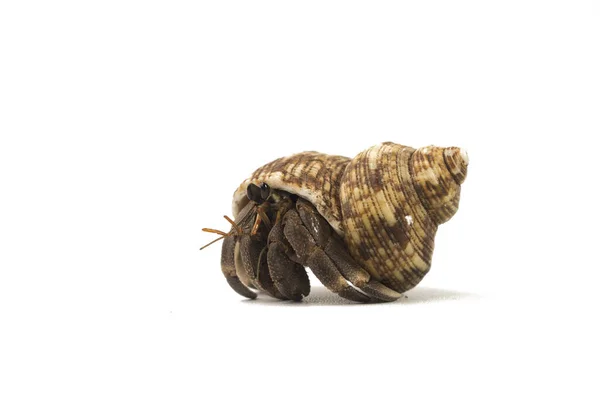 Cangrejo Ermitaño Arrastrándose Sobre Fondo Blanco — Foto de Stock