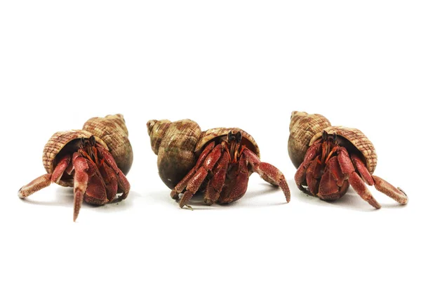 Hermit Crab Crawling White Background — Stock Photo, Image