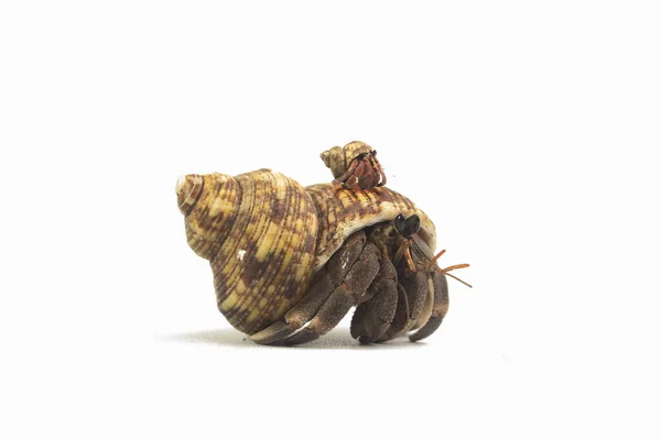 Hermit Crab Crawling White Background — Stock Photo, Image