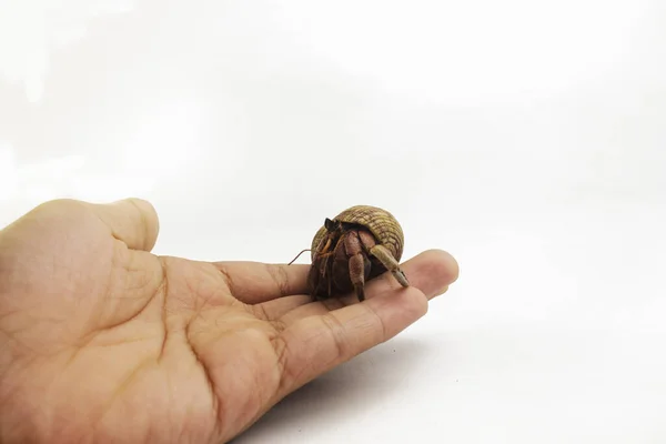 Eremita Crab Rastejando Fundo Branco — Fotografia de Stock