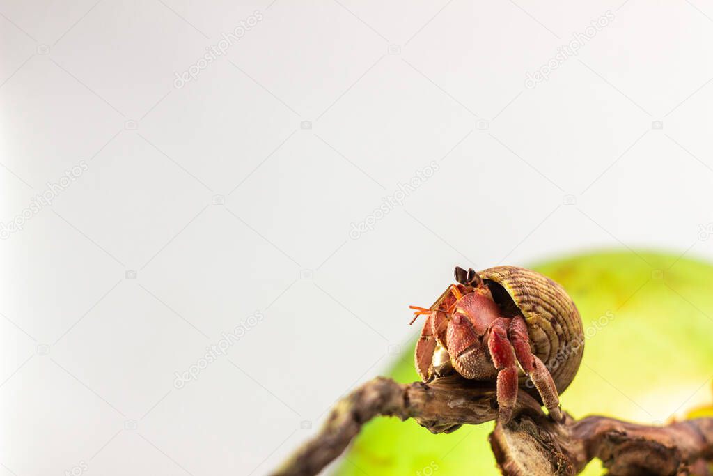 Hermit Crab crawling on white background 