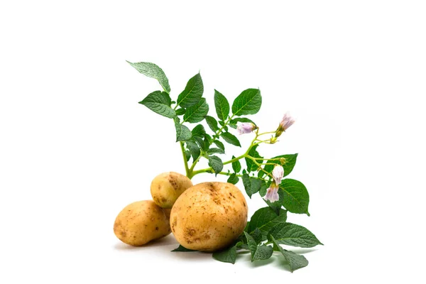 Beyaz yapraklı patates.