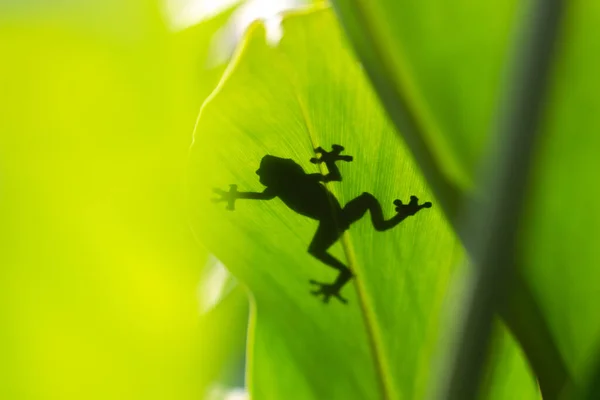 Ombre Une Rainette Derrière Les Feuilles — Photo