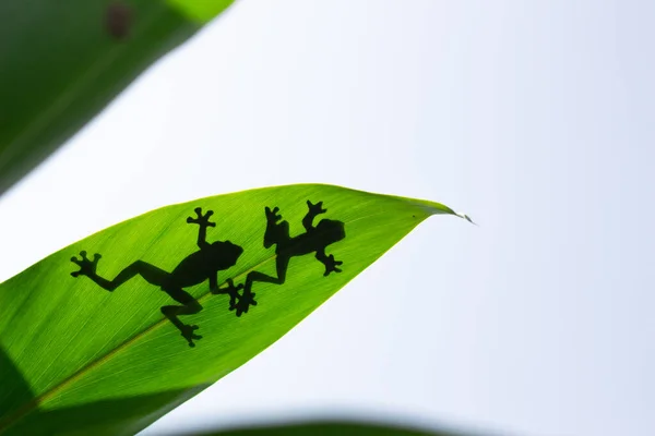 나뭇잎 개구리의 그림자 — 스톡 사진