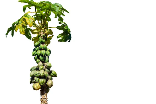 Carica Plant Fältet Papaya Variation Selektivt Fokus — Stockfoto