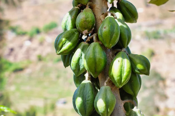 Sahadaki Carica Bitkisi, Papaya Çeşitliliği, seçici odaklanma