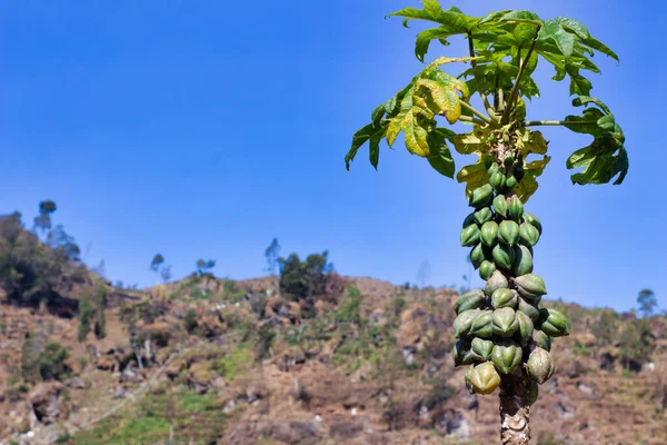 Sahadaki Carica Bitkisi, Papaya Çeşitliliği, seçici odaklanma